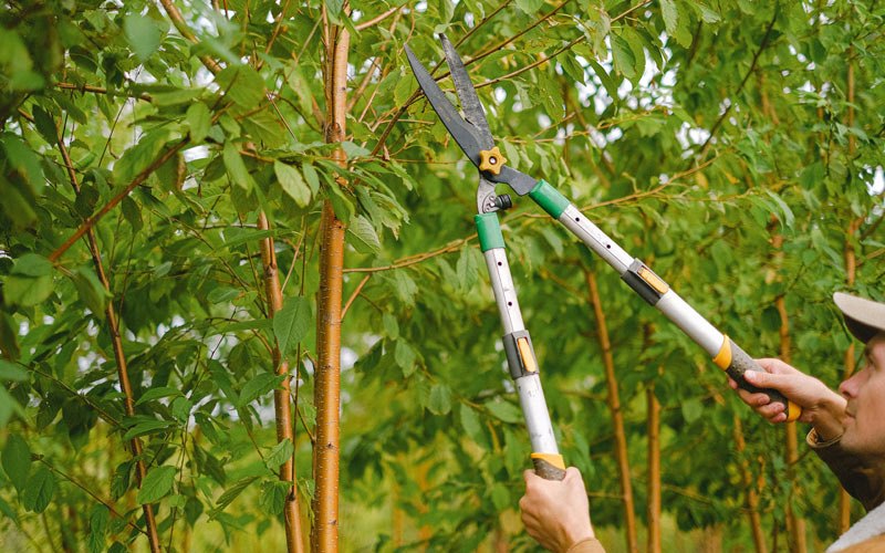 Tree trimming in Geneseo, IL